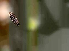 Cô nàng ngực to trong câu chuyện kịch tính đầy mê hoặc